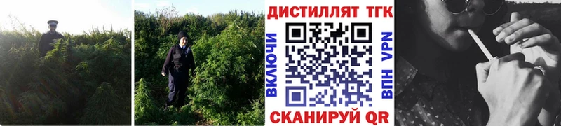 ТГК вейп с тгк  Онега 